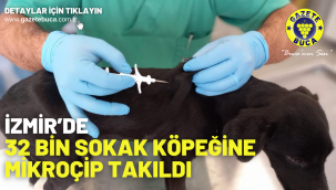 İzmir'de 32 bin sokak köpeğine mikroçip takıldı