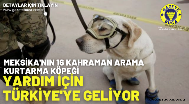 Meksika'nın 16 kahraman arama-kurtarma köpeği yardım için Türkiye'ye geliyor