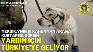 Meksika'nın 16 kahraman arama-kurtarma köpeği yardım için Türkiye'ye geliyor