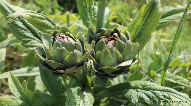 BELEDİYENİN TARIMSAL KALKINMA ÇALIŞMALARI SÜRÜYOR