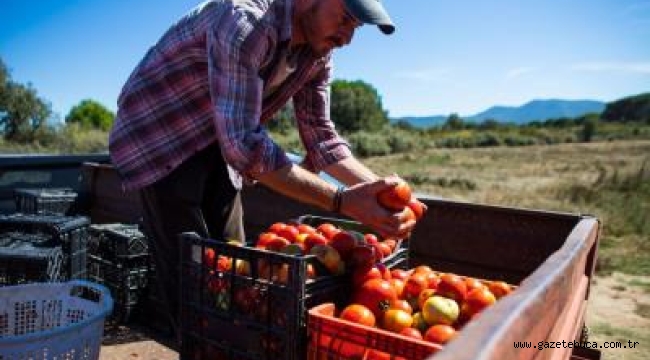 Karşıyaka'nın Yamanlar domatesi İzmir'in 17 ilçesine yayılıyor