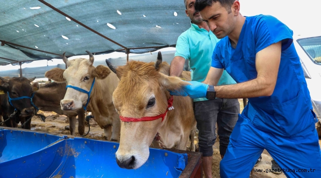 -Buca Belediyesi'nde Kurban Bayramı mesaisi