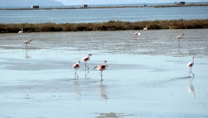 Kuş Cenneti'ne anjiyo:
