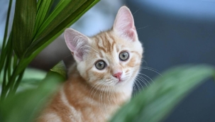 Güney Kıbrıs'ta ölümcül salgına karşı kedilere koronavirüs hapı verilecek