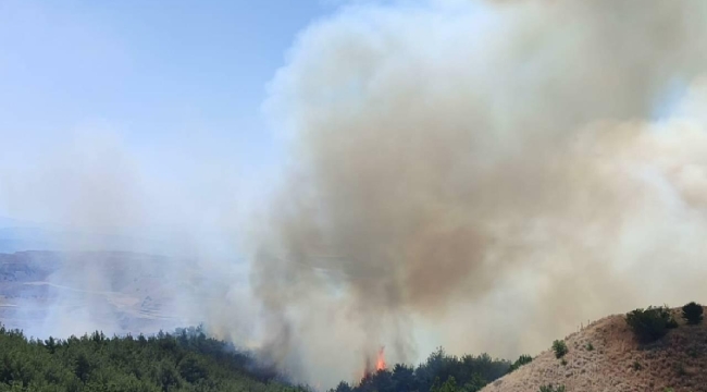 Manisa'da orman yangını