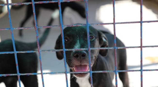 ÖĞRENCİLERDEN SOKAK HAYVANLARINA ZİYARET