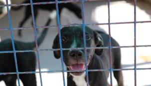 ÖĞRENCİLERDEN SOKAK HAYVANLARINA ZİYARET