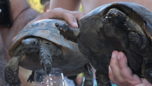 YANGINDA KURTARILAN KAPLUMBAĞALAR TEDAVİ EDİLİYOR