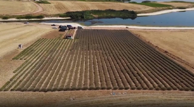 Kadın girişimci devletten aldığı destekle lavanta yetiştiriyor