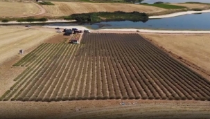 Kadın girişimci devletten aldığı destekle lavanta yetiştiriyor