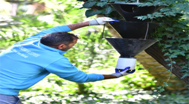 Kırmızı palmiye böceğine" karşı yeni hamle