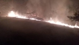 Muğla'da orman yangını