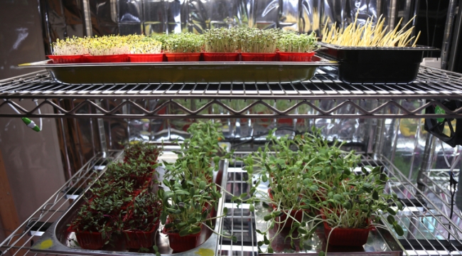 Topraksız üretilen sebze filizleri besin değeriyle fark atıyor