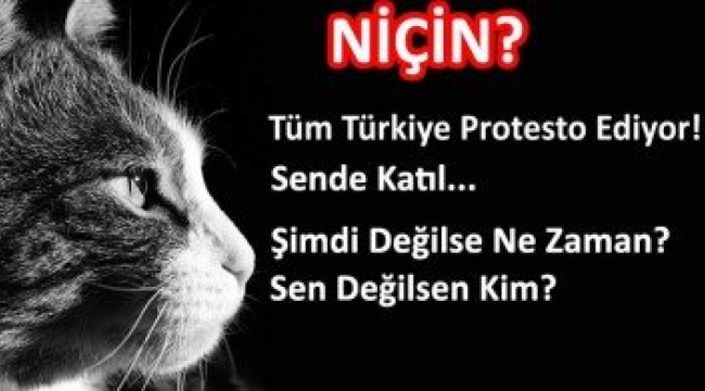 İstanbul'da kedi katili serbest bırakıldı!