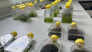 Gezeravcı'nın uzayda yaptığı mikroalg deneyinden ilk sonuç alındı