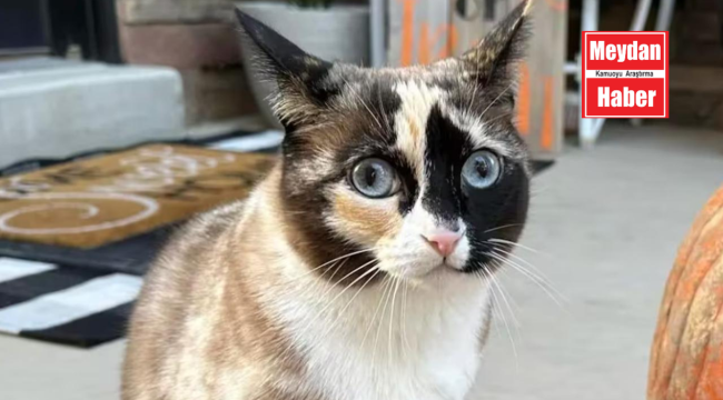 Kargo iade paketine giren kedi yüzlerce kilometre uzağa uçtu