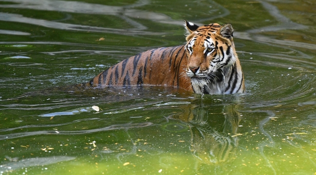 Doğal Yaşam Parkı sakinlerini serinleten menü