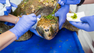 Körfez'deki yaralı Caretta caretta kurtarıldı