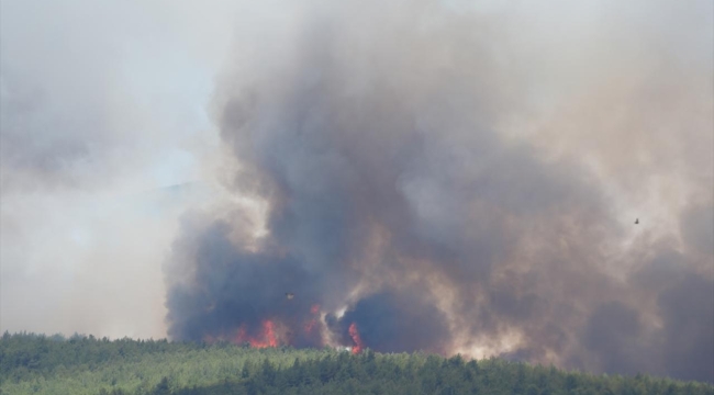 İzmir'de orman yangını çıktı