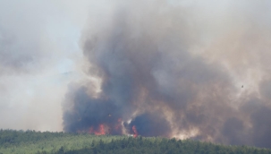 İzmir'de orman yangını çıktı