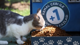 SOKAK HAYVANLARI, SICAK YAZ GÜNLERİNDE KÜÇÜKÇEKMECE'DE KORUMA ALTINDA